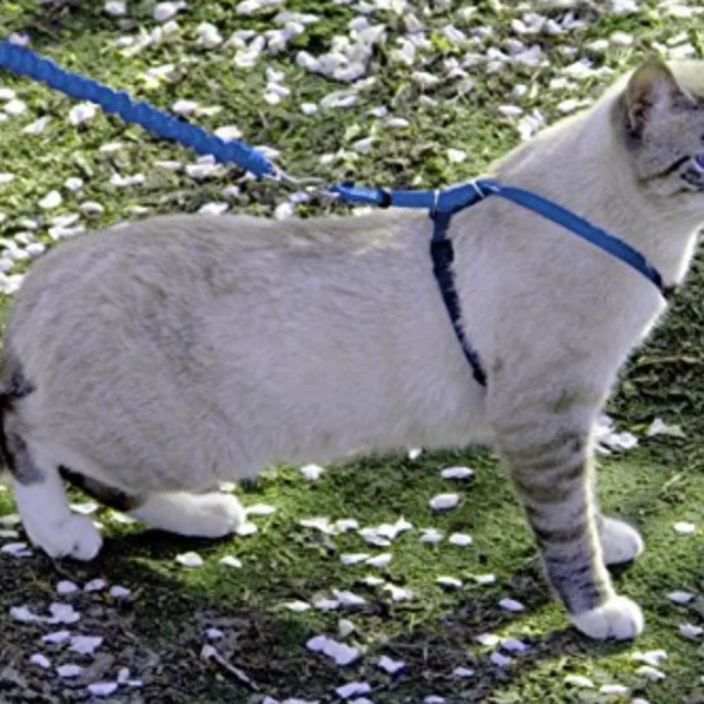 Premier Pet Safe Cat Bungee Leash and Harness